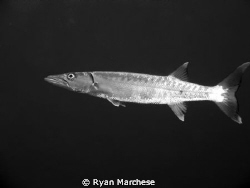 Great barracuda patrolling the water column next to a reef. by Ryan Marchese 